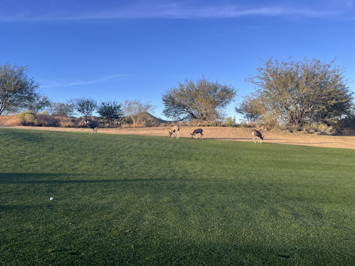 Fun day yesterday in Tucson playing Starr Pass with <a href="/mggolfdesign/">Mike Gogel</a> <a href="/RedHatTurf/">Troy Fink</a> <a href="/ChadParron/">Chad Parron</a> 
Chad and his team had the place in great shape 👏👏
Now off to play <a href="/tucsonccgolf/">Tucson Country Club</a> to check out the greens renovation that <a href="/mggolfdesign/">Mike Gogel</a> did last summer. 👀