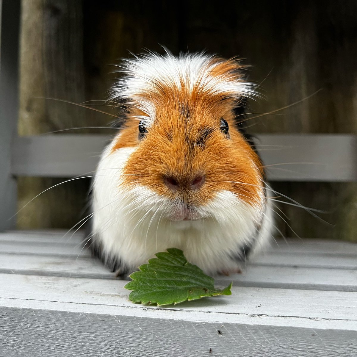 lucyspigs's tweet photo. Summer is pending… ☀️ #guineapig #piggy #guineapigs https://t.co/yOUIPTDFLg