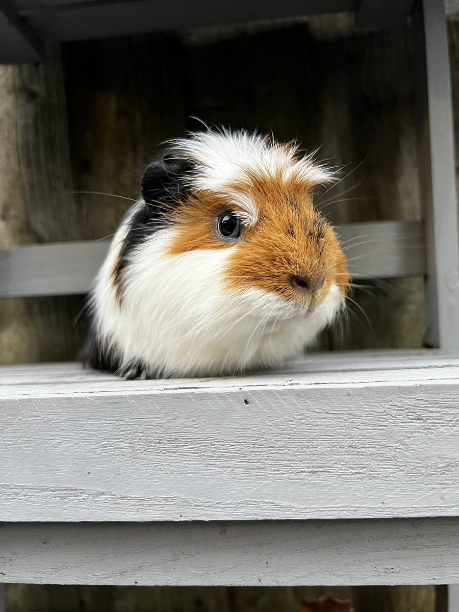 lucyspigs's tweet photo. Side eye….. #cavy #guineapig #sideeye https://t.co/2Qok0tmL48