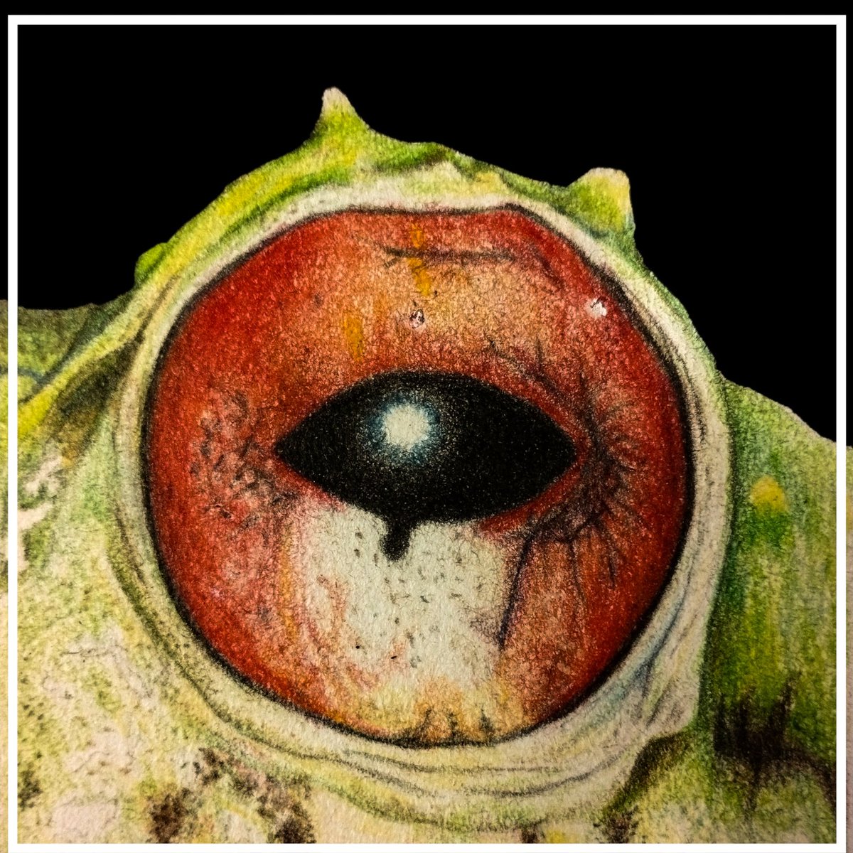 JFernandoSanta6's tweet photo. "Pristimantis crucifer" (Lápices de colores) https://t.co/3tiMoReiht