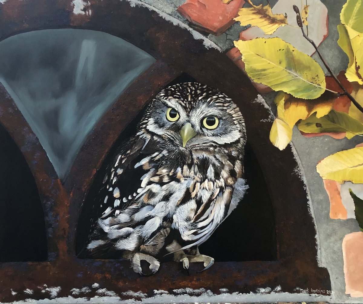 Nieuw schilderij 
#steenuil
Olieverf 50x60cm op paneel