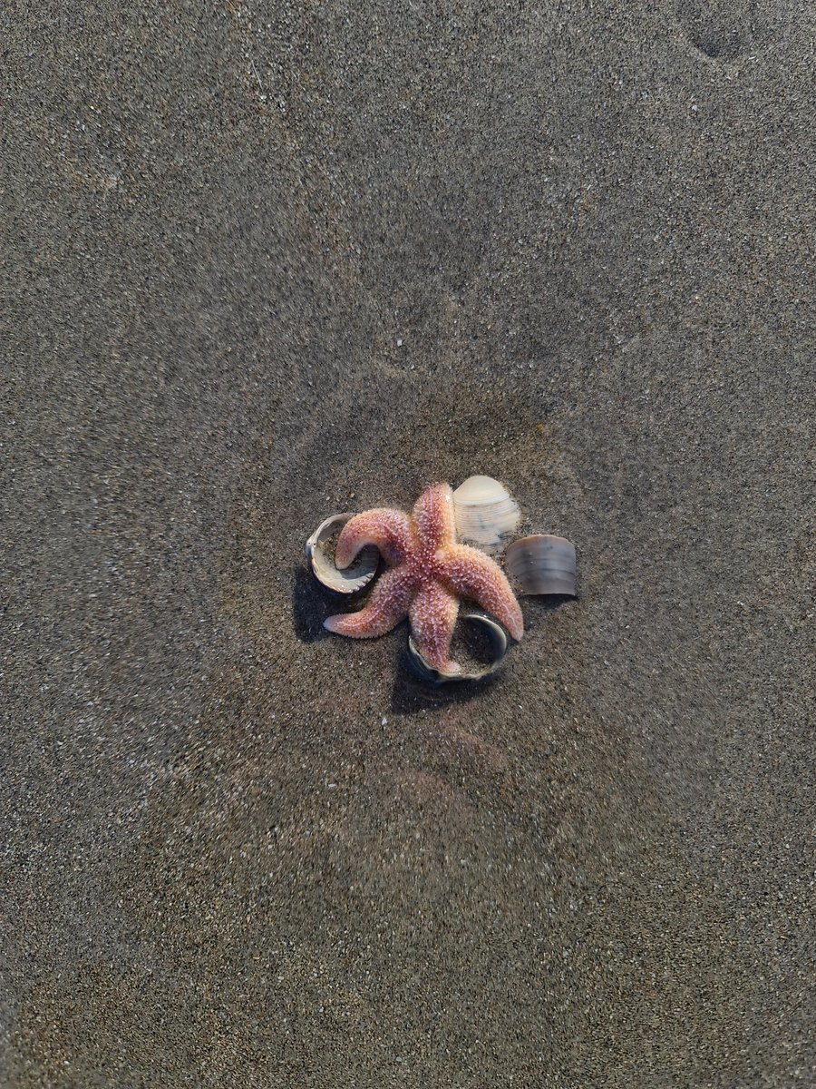 Saw a "the gentleman pirate I presume" on the beach today :D

#SaveOFMD #AdoptOurCrew #OurFlagMeansDeath