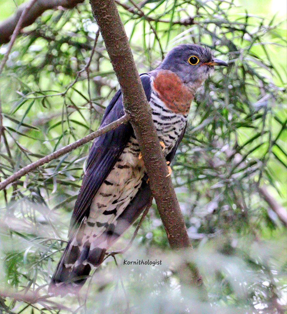 The Red Chested  Cuckoo
#BirdsSeenIn2024 #Kenya @Britnatureguide #ThePhotoHour #IndiAves #BBCWildlifePOTD @davidsharpe007 #TwitterNatureCommunity #popphotooftheday #BirdsOfTwitter #bbccountryfilemagpotd #naturelovers #birdoftheday  #photographylover #birdphotography #BIRDSTORY