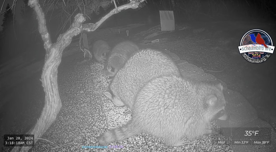schaumbirdlife's tweet photo. The weather is becoming a bit warmer. The raccoons are coming back. 🦝 #wildlife #wildlifephotography #Livestreaming #Raccoon #naturelovers https://t.co/539FWnQjUj