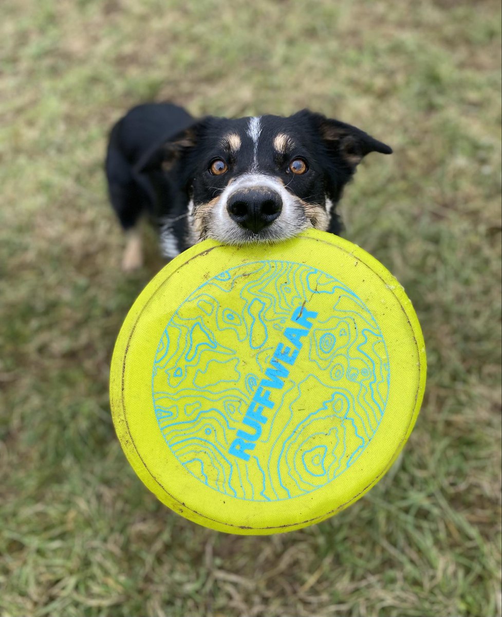 ZEUS wanted to personally thank everyone who sent him a new @RuffwearUK Frisbee and new toys 🖤🐾

He said he will share them with his friends but wanted to pose for a new photo 📸 with his sparkling new Frisbee!!
