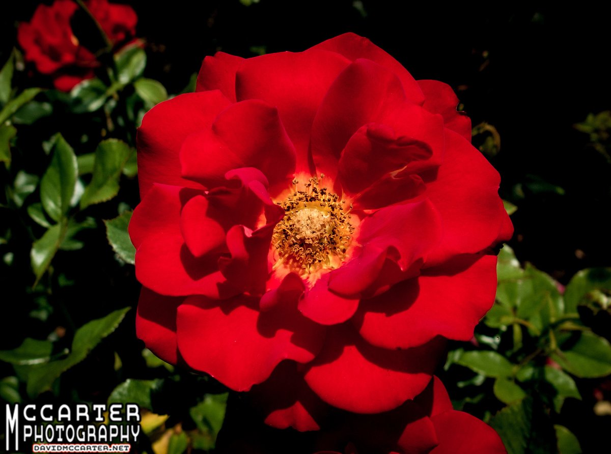 🌸 Immerse yourself in the vibrant beauty of Balboa Park, San Diego! 📸 I captured the essence of the 'Flower Eruption' in this stunning photo. 🌺✨ Make it yours and bring nature's charm into your space. Explore: davidmccarter.wordpress.com/2024/01/31/pho…
#NaturePhotography #BalboaPark @BalboaPark