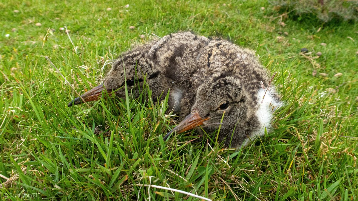 Can you help? We’re looking for unpublished nest-camera footage, which has captured predation of eggs or chicks. Any species in any habitat will do. You will be offered co-authorship of an open-access paper in return. Please DM if interested.