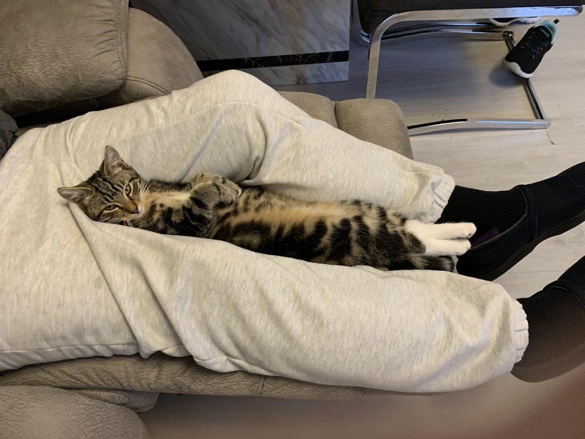 This is a massive long shot but my Mum’s 7 month old kitten, Izzy has gone missing in Rossendale. We’ve posted on all the local FB pages, contacted vets and animal shelters, and put up posters but my Mum is beside herself. Please share far and wide. We just want her home. 💔