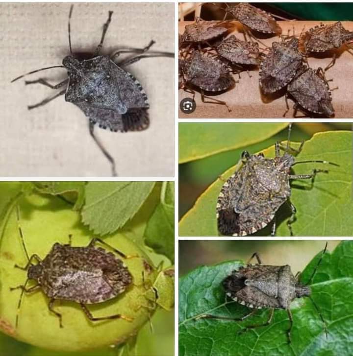 1👉Böceği basit görüp geçmeyin. Gördüğünüz yerde öldürün! Bu eskiden bildiğiniz masum osuruk böceği değil! Çok tehlikeli ve yayılmacı pis bir böcek.Bu uçakla ülkemiz üzerine serpilen biyolojik savaş ürünü. Evinize gizlice sızıp, sizi uyurken ısırabilir.