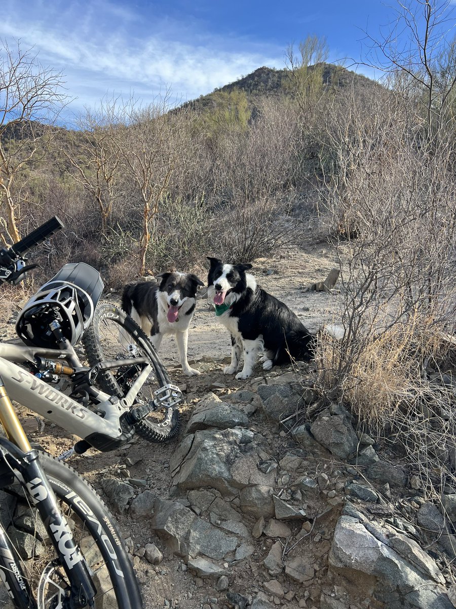 domingoelias's tweet photo. Sunday funday #edogs https://t.co/kdxaN9vlKU