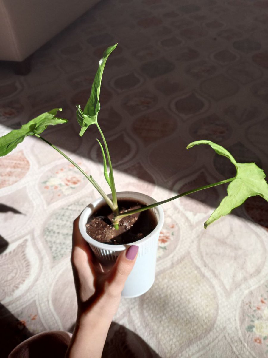Boshe99's tweet photo. ☀️🌱🌻💕 https://t.co/3xeGoCznoc