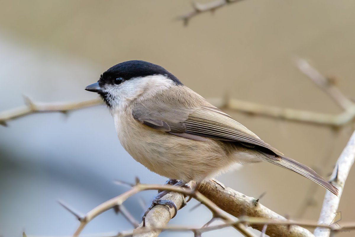 Wildwood Nature Photography (Lee) Ⓥ (@wildwood_photos) on Twitter photo Marsh tit in the Forest of Dean today. First time out for a while after being unwell. Nice to get some Forest air in good company. Marsh tit in the Forest of Dean today. First time out for a while after being unwell. Nice to get some Forest air in good company.