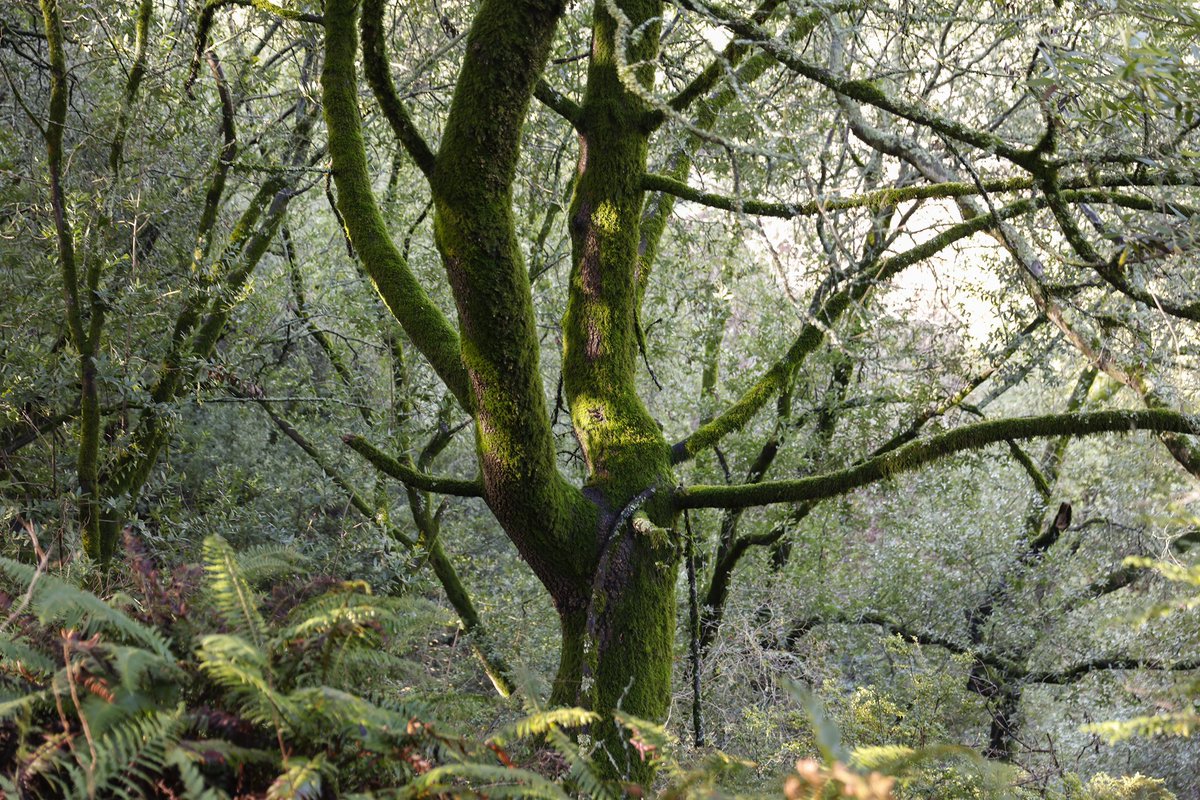 Jessica Christian (@jachristian) on Twitter photo Can’t complain when the editors send me out in search for moss. Read <a href="/ctuan/">Michael Cabanatuan</a>’s story on why you’re seeing it everywhere these days <a href="/sfchronicle/">San Francisco Chronicle</a> bit.ly/49aIlwB Can’t complain when the editors send me out in search for moss. Read <a href="/ctuan/">Michael Cabanatuan</a>’s story on why you’re seeing it everywhere these days <a href="/sfchronicle/">San Francisco Chronicle</a> bit.ly/49aIlwB