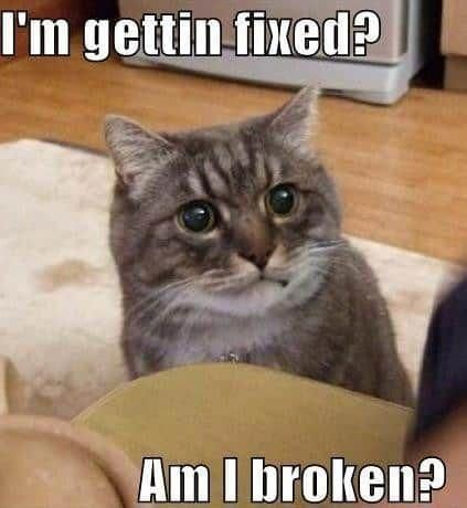 creative54's tweet photo. Welcome to #MimisMemes today! In memory of #RIPOlly. #CatsOfTwitter #SundayFunday @AlanSla90124663 https://t.co/0KbW8DlE1D