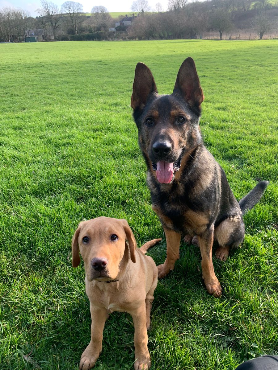 PD Kobe and TPD Ron enjoying some down time after proactive patrols in Bournemouth Gardens and Jubilee Gardens, Weymouth today 🐾 #dorsetpolice #policedogs #keepingdorsetsafe #GPD #GSD #specialistdogs