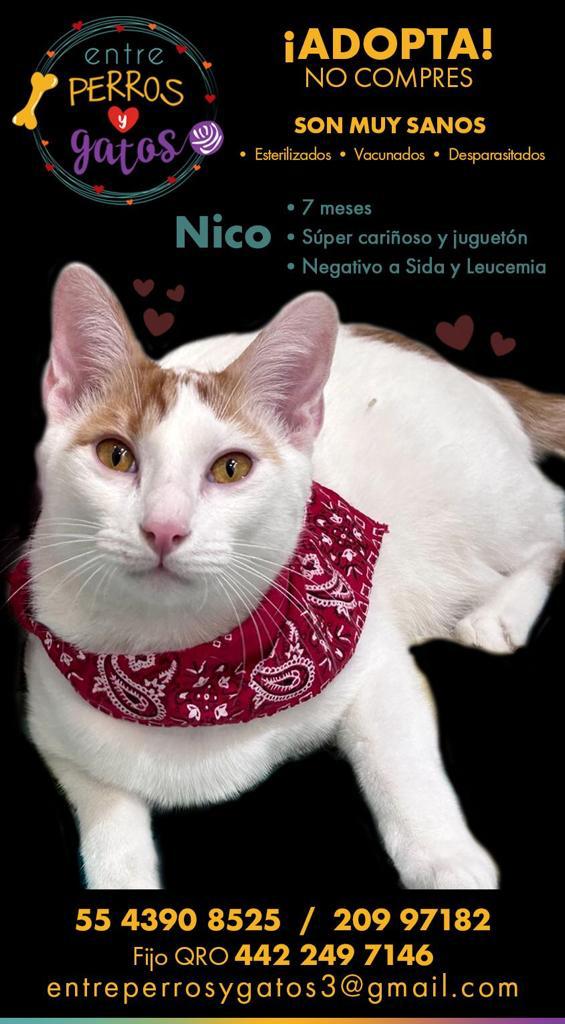 Entrepyg's tweet photo. NICO sigue en espera de poder integrarse a una familia que lo adore.
No hemos recibido una sola solicitud de adopciรณn ๐.
ยฟNos ayudan a que nuestro reacatado llegue a la familia indicada?
#Qro #Cdmx #Adopable #AdoptaNoCompres #Adoptame #Mรฉxico ๐ฒ๐ฝ๐๐ https://t.co/cZVj96yshD