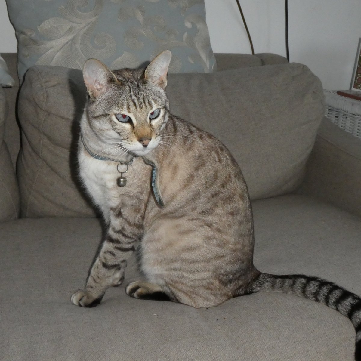 SLGardens's tweet photo. Weekend away staying with one of my daughters who is the owner of Donald's sister, so different, small and pretty !
#Cats #SiamesexBengal #CatJoy https://t.co/4PnklnOzfQ