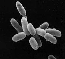 claudius0402's tweet photo. #archaeon - an #microorganism known for living in extreme environments, such as deep-ocean vents and acid lakes. A well-supported hypothesis is that all complex life forms such as #humans originated from archaea & bacteria. https://t.co/OqMwULHzm4