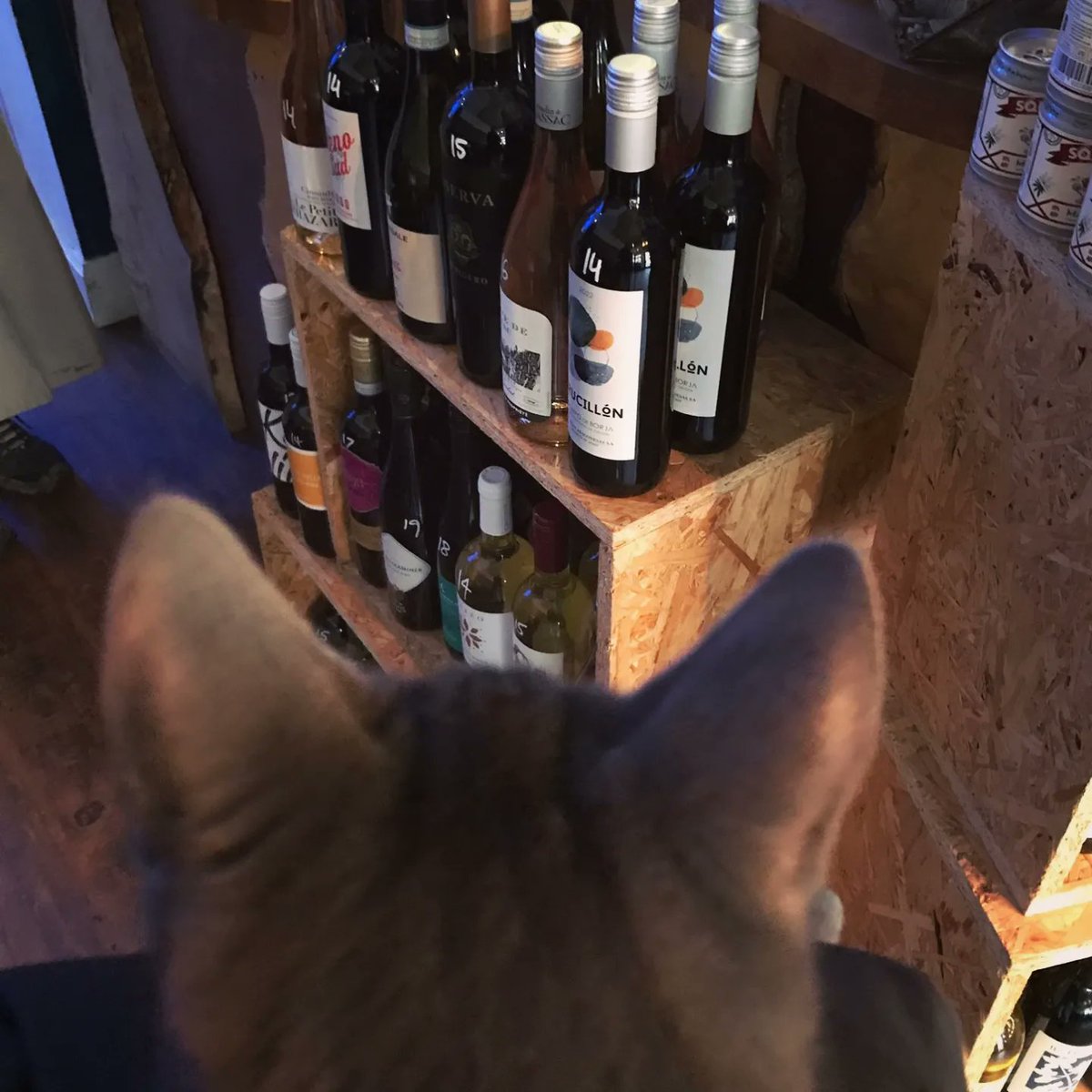 Pingu the Kitten joins the Marchtown Menagerie! 😽😽😽

Over the years, we've had tons of dogs 🐶, a bunny🐰, and even a duckling 🦆 in here - but we finally got a kitty! Turns out he likes Gin.

#marchtown #rosewine #redwine #januarysale #craftbeer #beer #scottishbeer #wine
