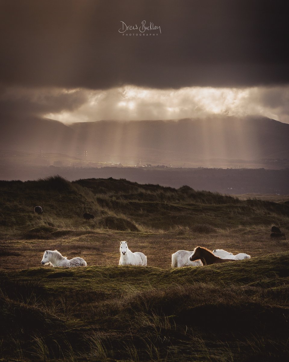Enchantment ✨ Ceffylau gwyllt yn Twywyn Niwbwrch, Ynys Môn Wild ponies on Newborough Warren, Anglesey