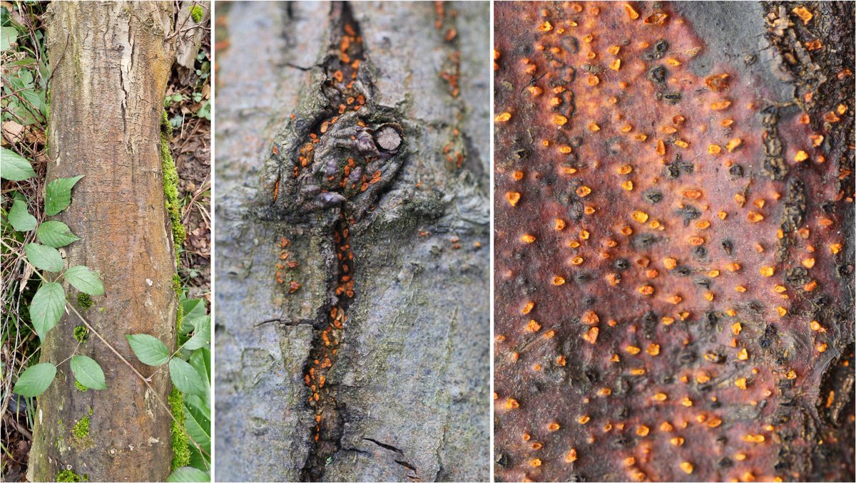 wheatpath's tweet photo. Coral-spot Nectria canker on a fallen trunk of beech (#Fagus sylvatica) probably caused by #Nectria cinnabarina (Les Clayes-sous-Bois, FR). https://t.co/K0EamTEt7v