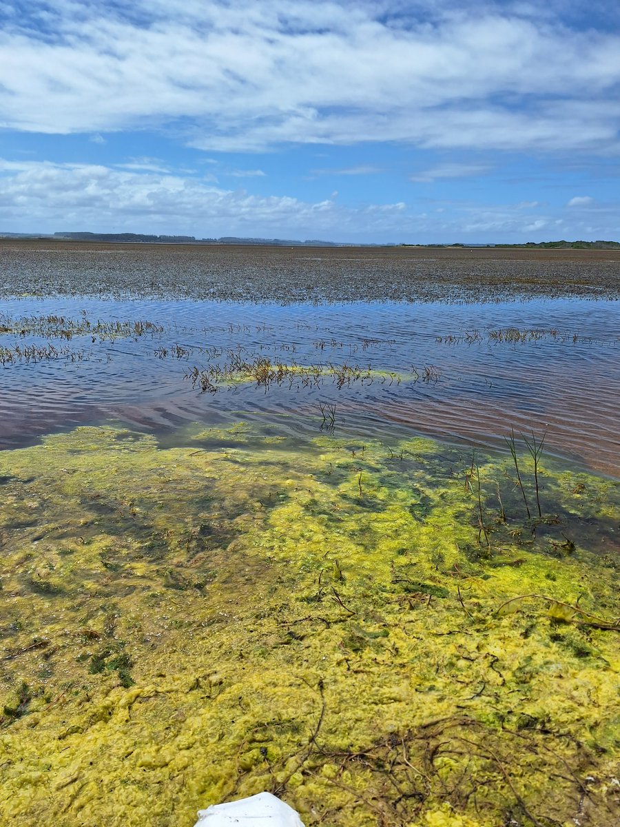 Tremendo lo que está pasando con la #LagunaGarzón. Me preocupa que no se hable más de esto, o se hable de posibles soluciones si las hay. ¿ O esto es ya irreversible?