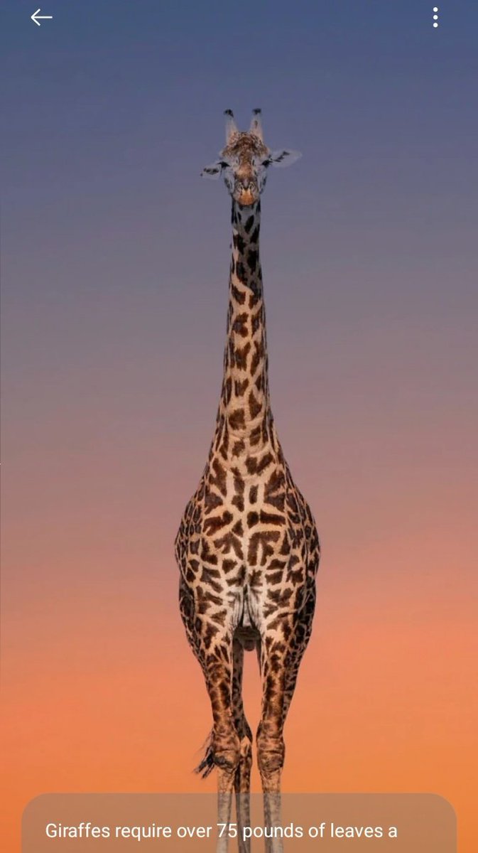 rukshan121's tweet photo. Giraffe with ink, never think! #facts
π¦ Did you know
That giraffes have unique spots, just like human fingerprints? Nature's way of ensuring no two giraffes have the same style! #GiraffeFacts #Wildlife #Nature ππΏ #NeverThink #GiraffeInk π¦π€ https://t.co/dMhwR87u3a