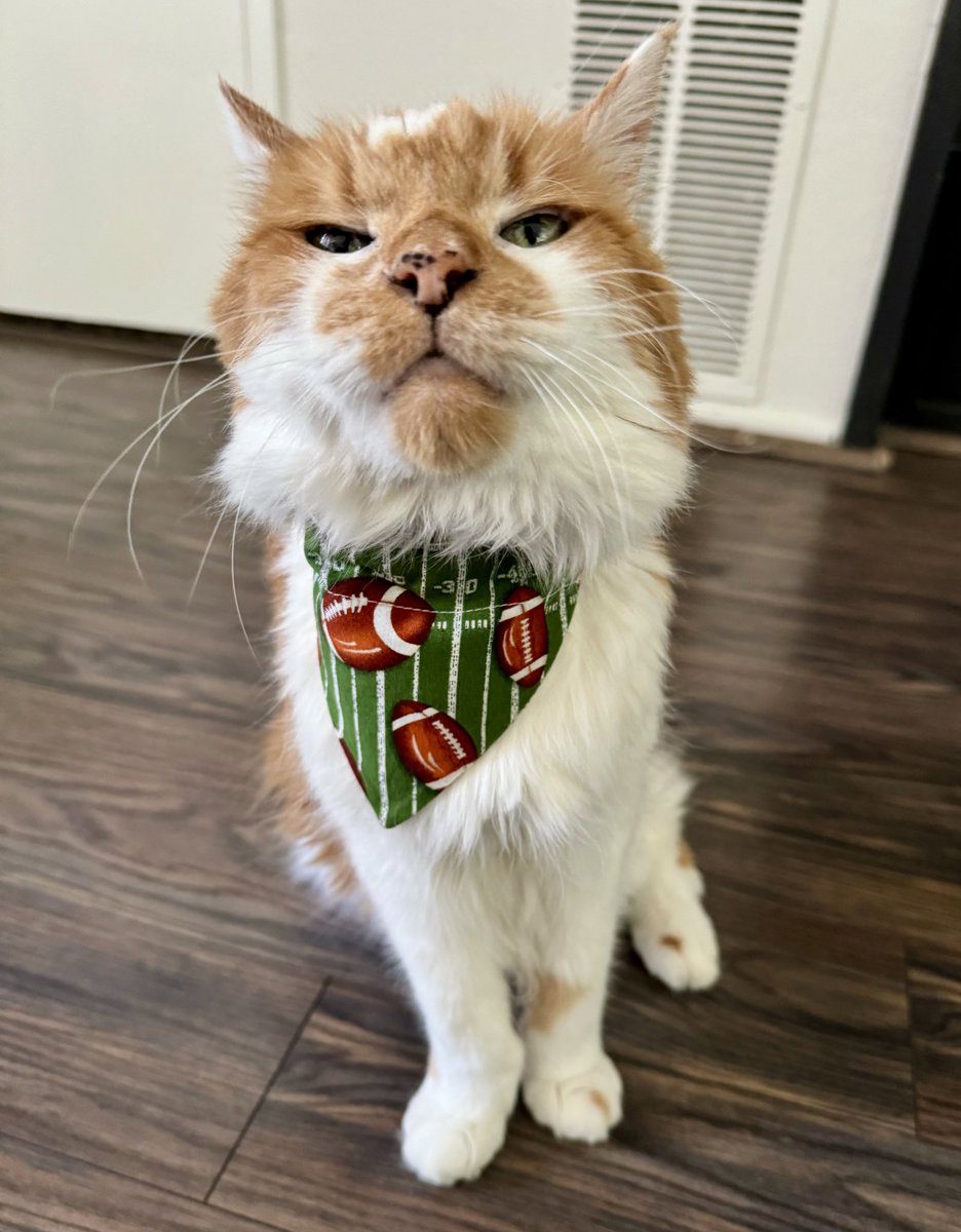 Ready for some playoff games today, Winston? 
#CatsOfTwitter #NFL #sundayvibes 🏈🐾