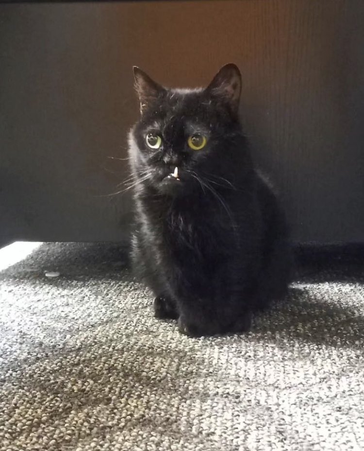 In der Uniliga CS aufgestiegen <a href="/FlensburgUnited/">Flensburg United e.V.</a>