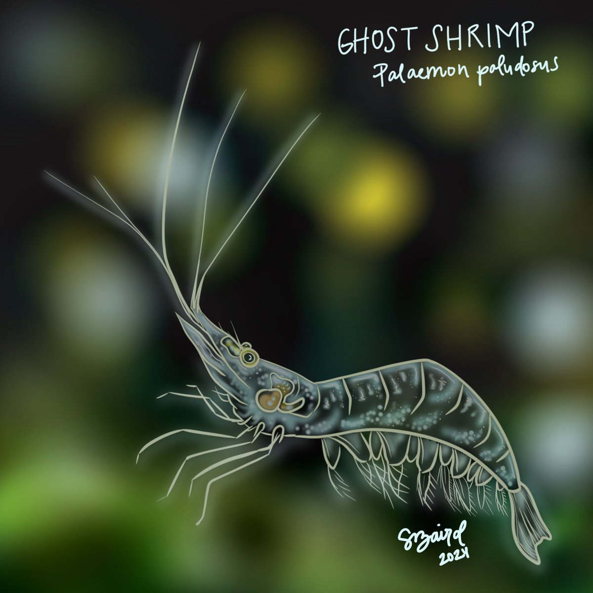 Not a fish but still damn cute! Ghost shrimp for #sundayfishsketch transparent theme. #sciart