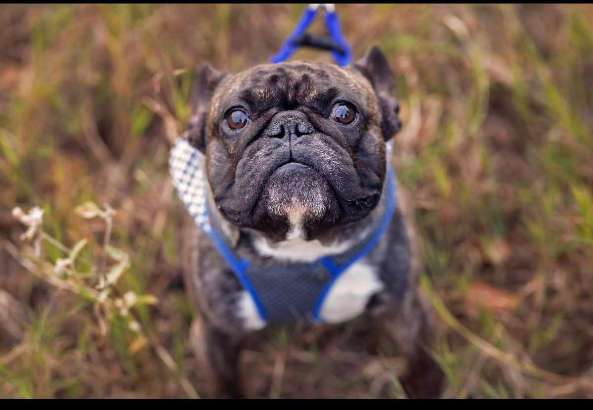 Dana Loesch tweet media