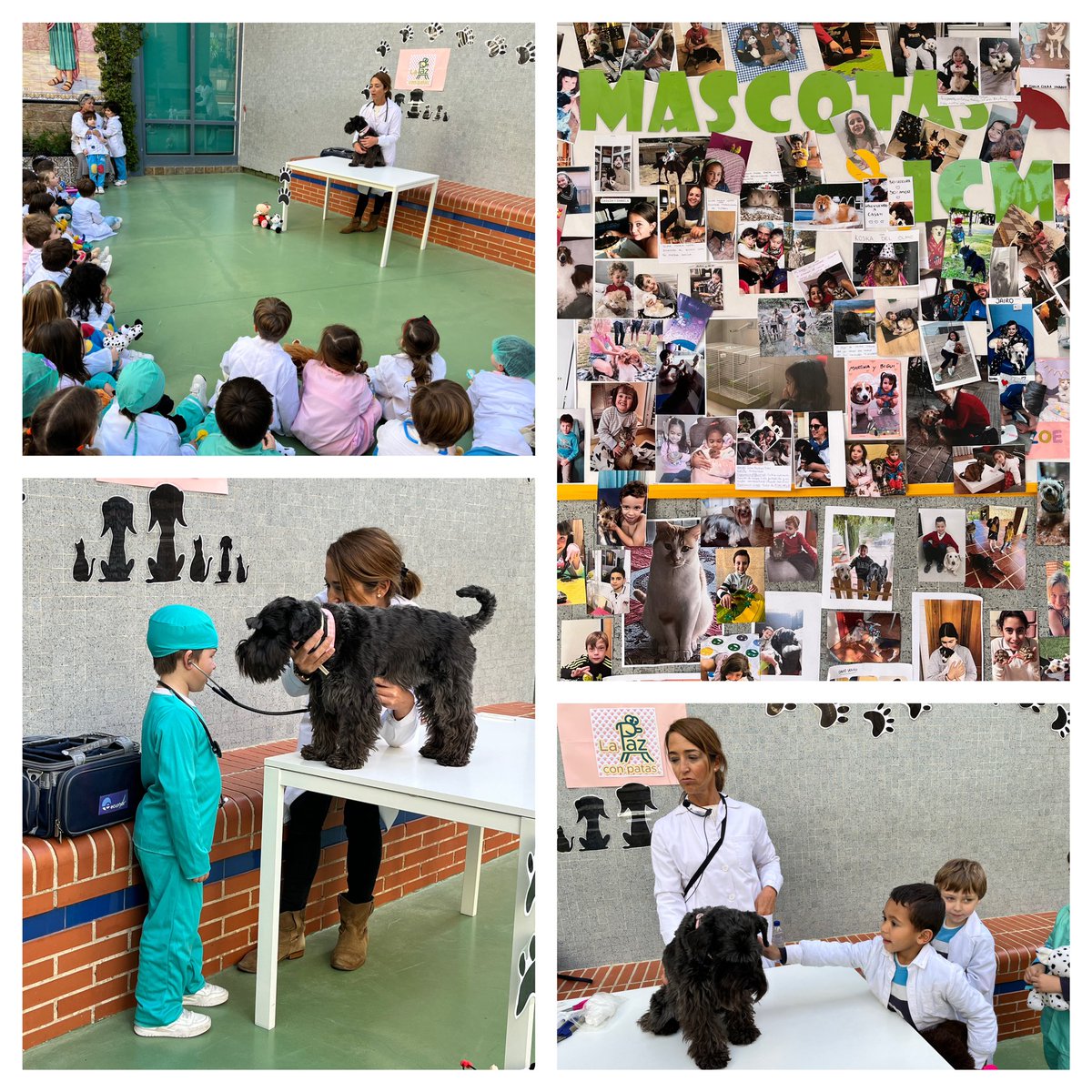 Día de la PAZ en <a href="/colegioicm/">Colegio Inmaculado Corazón de María ICM</a> ❤️
Los veterinarios de P5B han aprendido la importancia de cuidar a los animales.
🐾 LA PAZ CON PATAS 🐾