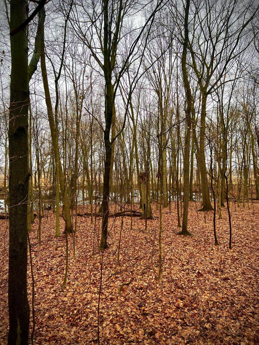 McClellandShane's tweet image. Went squirrel hunting on a day when most squirrels apparently had business in other woods.

It was an amazingly fun day even if we didn’t end it by making squirrel gravy.