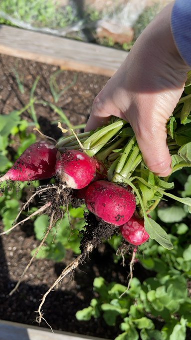 Just got home and Falla just about ended me 😂 Also yay my radishes are finally ready 😋 https://t.co/