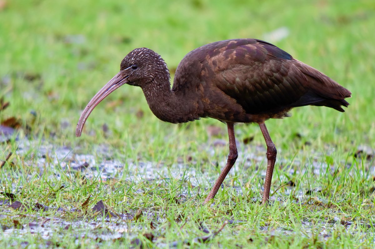 I can remember twitching my first Glossy Ibis in Kent in the mid 1980's and now there is one on my doorstep in a small ornamental park in Scunthorpe showing down to feet. It's a crazy world. #Digiscoped using a Panasonic GH4 @SwarovskiOptik @Lincsbirding