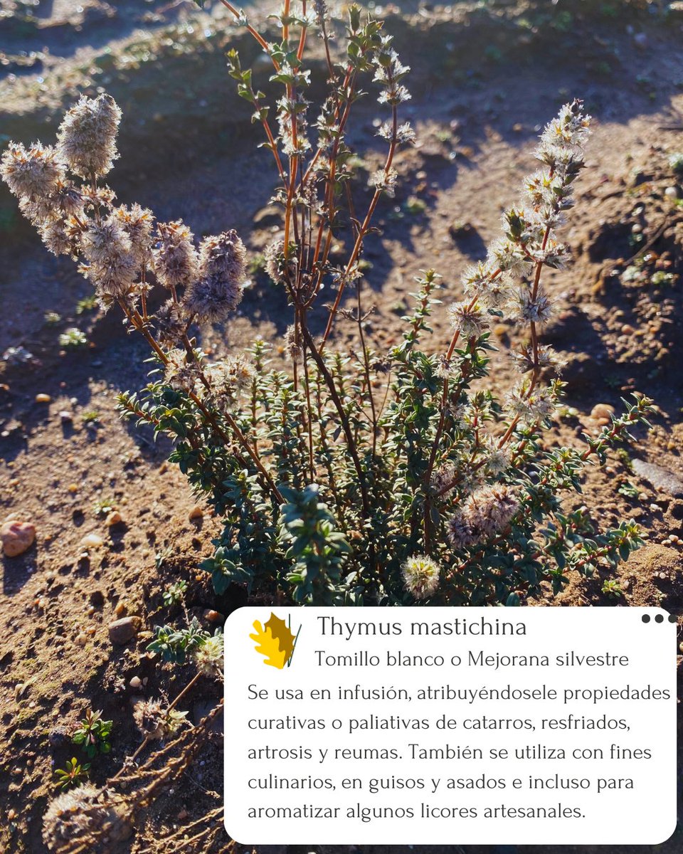 La riqueza de nuestros montes no reside sólo en el valor de su arbolado.
Las plantas aromáticas, combinan múltiples utilidades (salud, gastronomía, cosmética...)
Desde el proyecto @Pbiovalor23, estamos trabajando para convertir su cultivo en una actividad rentable
