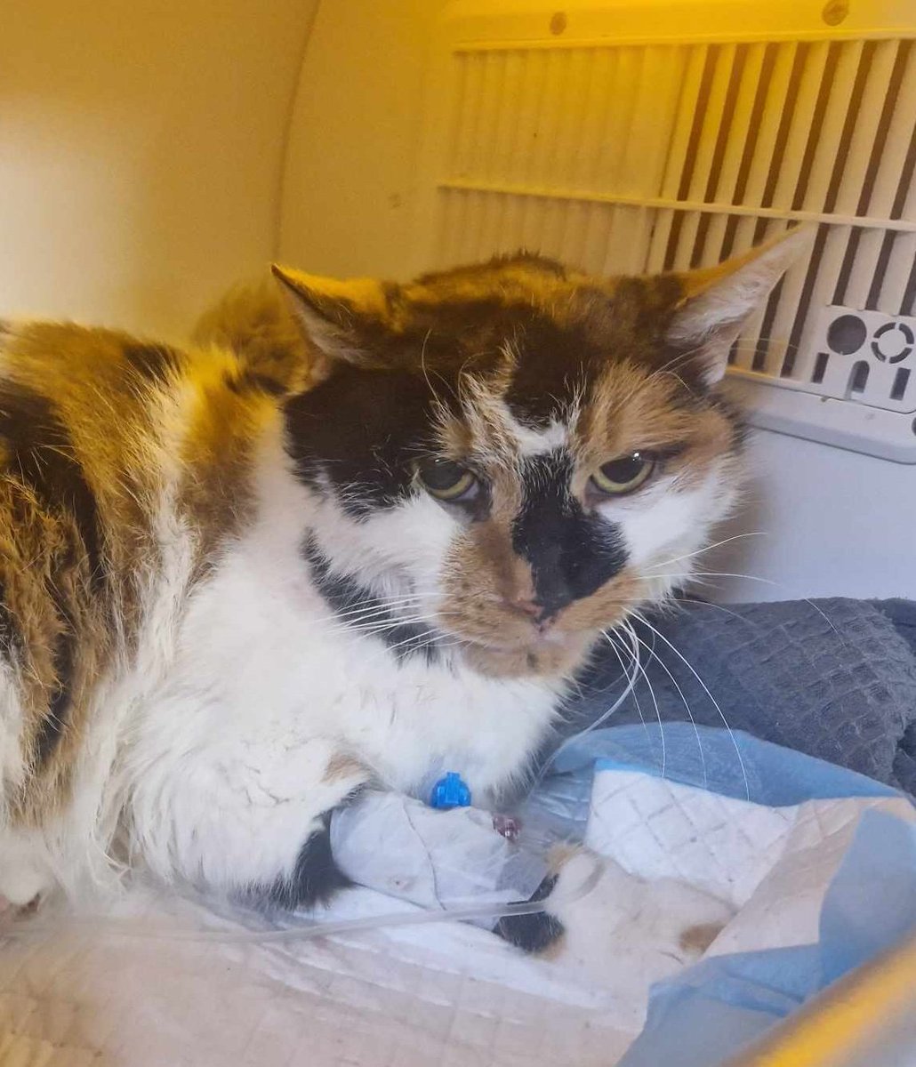 Tylko 4 osoby pomogły 😔

Dorzuci ktoś jeszcze od serduszka dla Lisii? Kociej staruszki?

ratujemyzwierzaki.pl/lisiaa-felineus