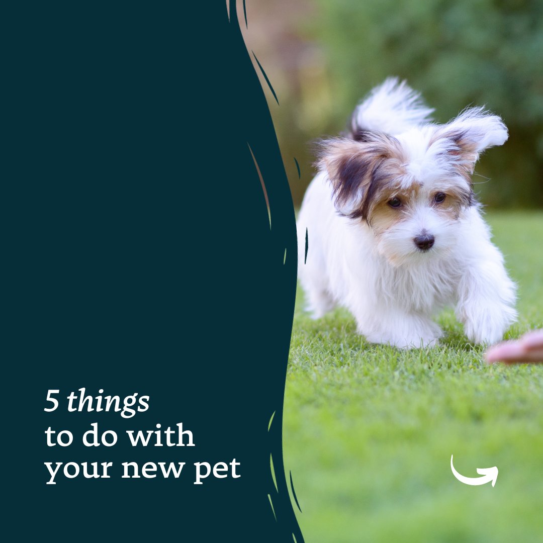 💙 Register them with a vet
💤 Set up their bed space
🎾 Begin training
📍 Microchip them
📸 Take lots of pictures