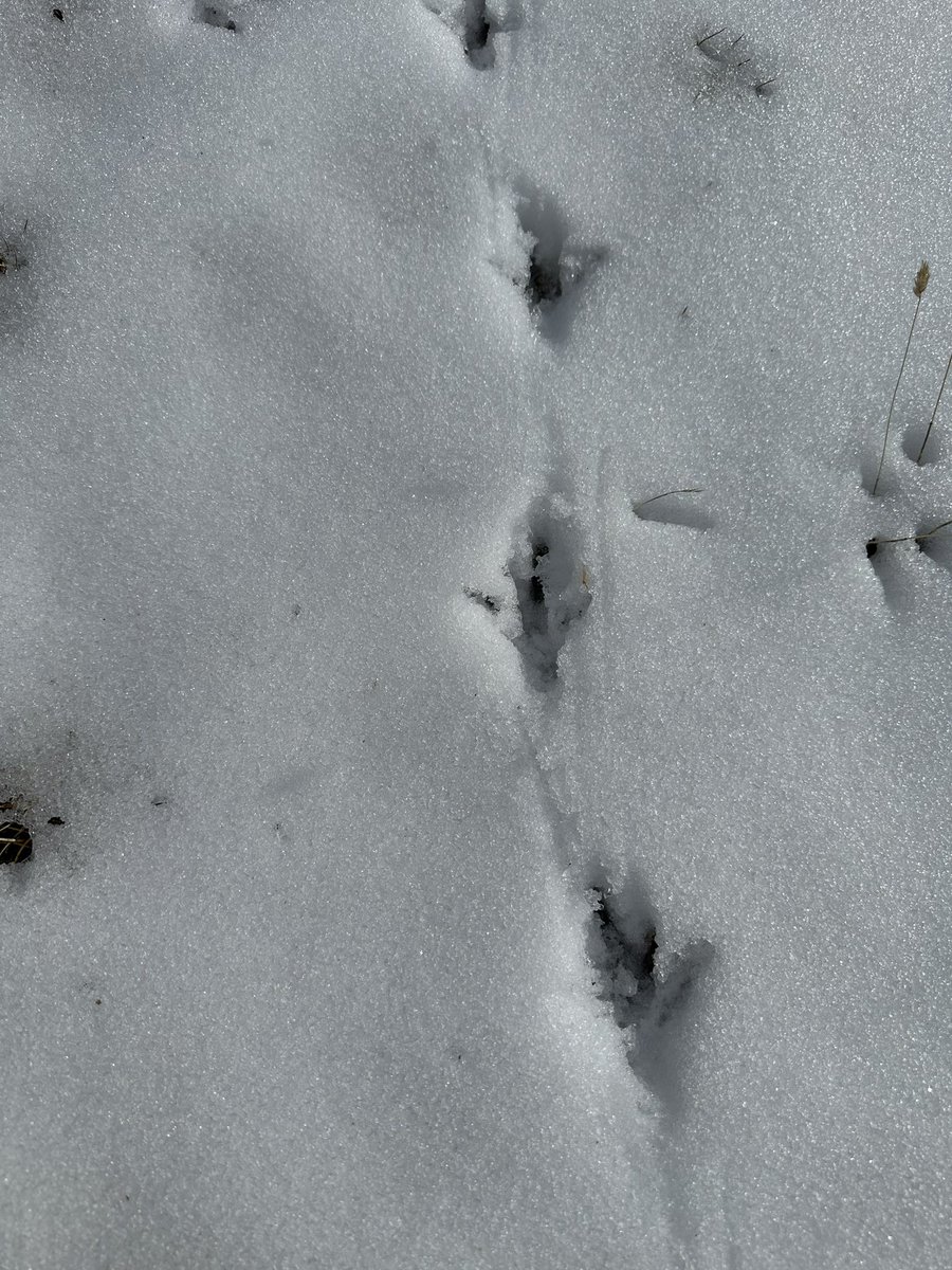 davidmsfoto's tweet photo. Rastres a la neu del fantasma del bosc alpí ….trobar-los es una de les millors alegries que podem tenir quan hi passegem, i ens referma el fet que aquest any hem de continuar amb els censos…#gallfer #tetraourogallus https://t.co/5STtvQsqaw