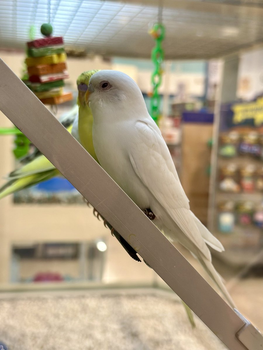 hrleydethbat's tweet photo. New pics, different store 📸🐤🦜🐹 https://t.co/uTUNLNbLbl