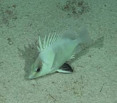 Anyone know the Pentaceros from the Nazca seamounts?  First living spots of Pentaceros quinquespinis?  #SEPacificSeamounts @SchmidtOcean