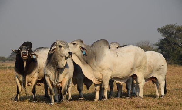Brahman: 70 años como herramienta fundamental para la ganadería dlvr.it/T20dqc