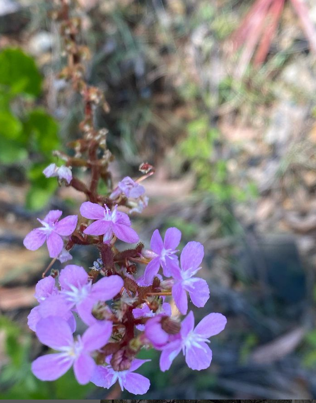 E_R_Australia's tweet photo. #triggerplants are looking spectacular out in the Victorian #centralhighlands right now! #wildoz #nativeflora #stylidium https://t.co/OHUvogSXGd