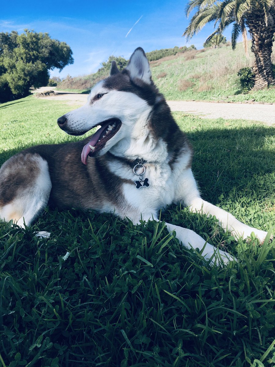ashkwri's tweet photo. After a very fun trip to the local dog park, Smiley got some wholesome treats from @Woofitupllc #sanpedro #husky #SundayFunday https://t.co/XVGHRNfGkP