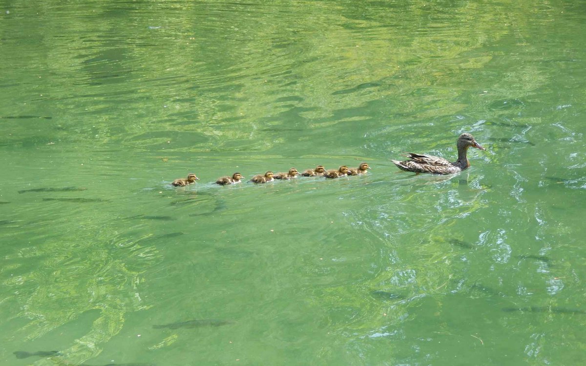 summerzagain38's tweet photo. #WeekD
๐ฆ
#AlphabetChallenge
Lastly..
I knew I had those ducks somewhere lโค๏ธ https://t.co/DWrJCa1Ywo