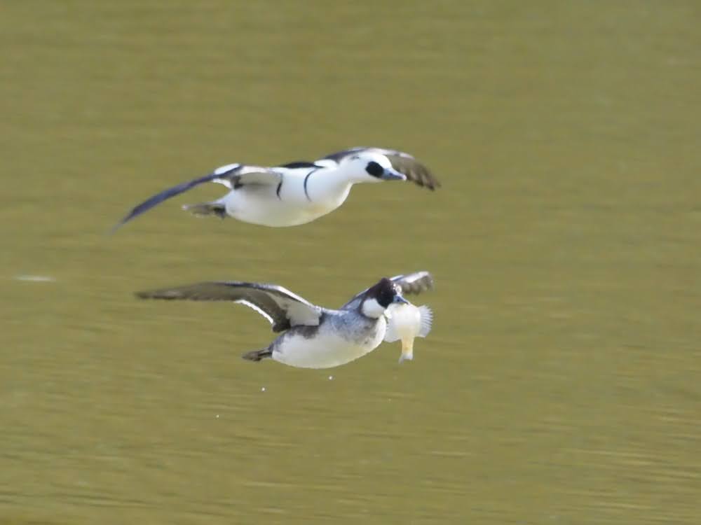 kake3's tweet image. ミコアイサのメスがブルーギルの大物をゲット。横取りを企むオスとのカモチェイス。