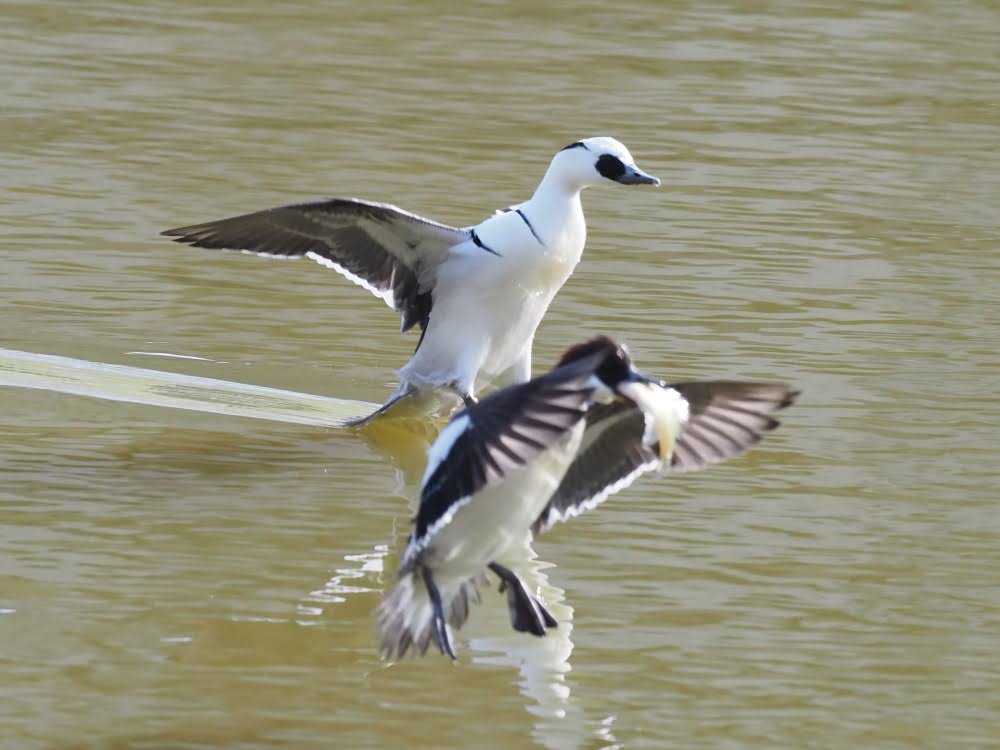 kake3's tweet image. ミコアイサのメスがブルーギルの大物をゲット。横取りを企むオスとのカモチェイス。