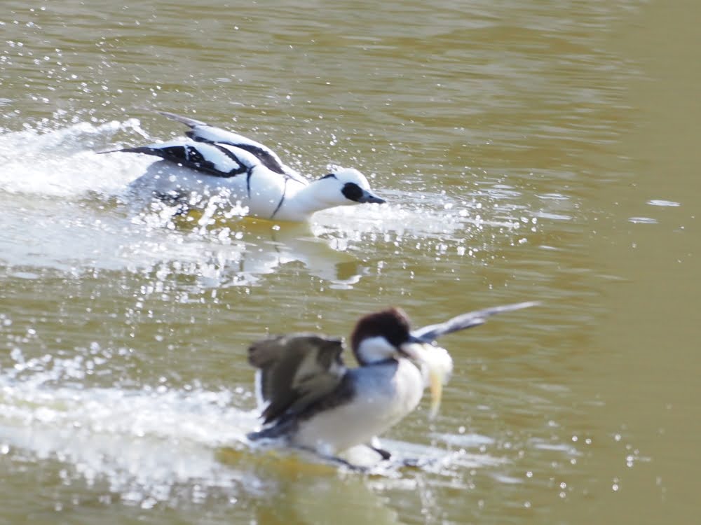 kake3's tweet image. ミコアイサのメスがブルーギルの大物をゲット。横取りを企むオスとのカモチェイス。