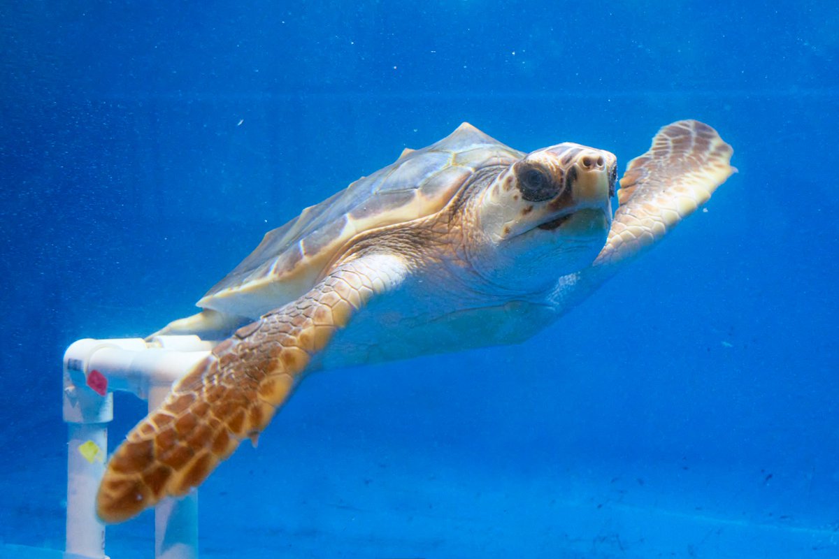 Oggi vi parliamo del #Tybee Island Marine Science Center di #Savannah dove vengono curati ed accuditi gli animali della zona. itinerariodiviaggio.com/tybee… Qui è possibile vedere da vicino molte delle specie di questa parte degli Stati Uniti ed imparare come preservarne l'habitat.