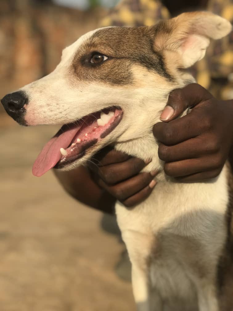 Zigoti Pets care (@zigotipetscare) on Twitter photo 